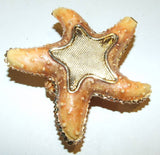 Starfish Bejeweled & Enameled Hinged Trinket Box W/Austrian Crystals - The Ritzy Gift